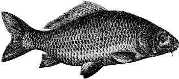 carp