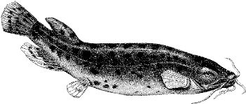 electric catfish