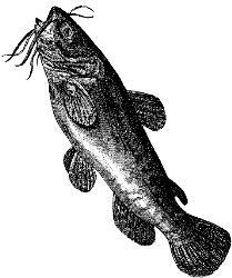 bullhead