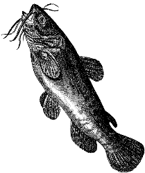 bullhead