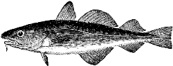 cod