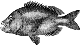sheepshead