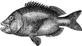 sheepshead