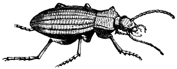 ground beetle