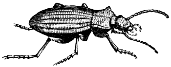 ground beetle