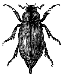 cockchafer