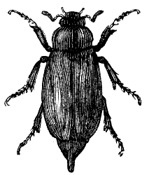 cockchafer