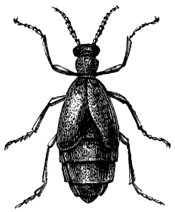 oil beetle