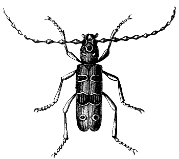 longhorn borer