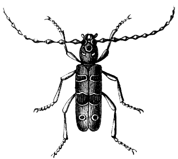 longhorn borer