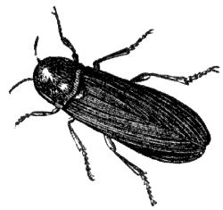 lightning bug