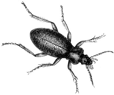 beetle