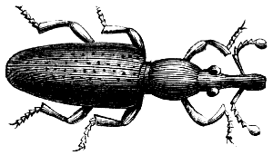 weevil