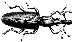 weevil