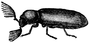 comb-borer