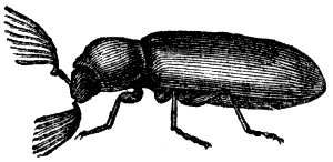 comb-borer