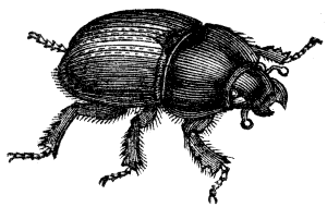 tumblebug