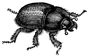 tumblebug