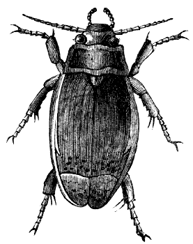diving beetle