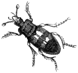 burying beetle