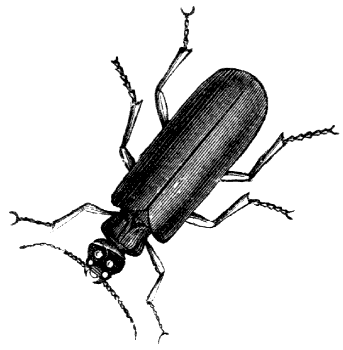 tiger beetle