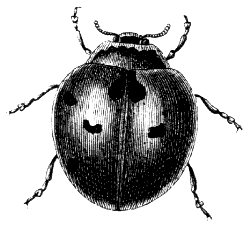 ladybug