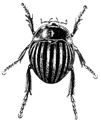 potato beetle