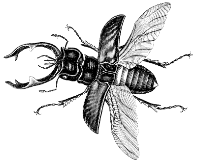 staghorn beetle