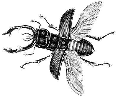 staghorn beetle