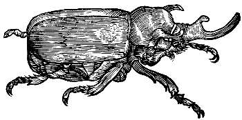 ox beetle