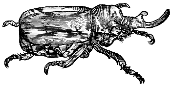 ox beetle