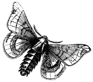 silkworm