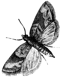 moth