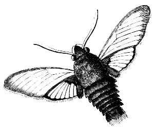 hummingbird moth
