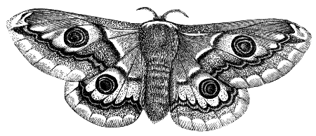 giant silk moth
