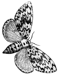 tiger moth