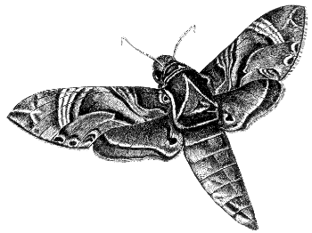 sphinx moth