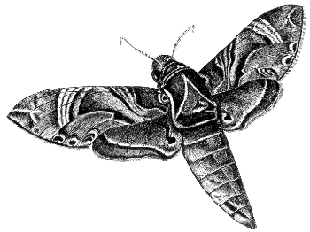 sphinx moth