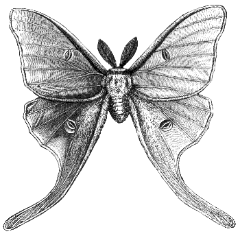 luna moth