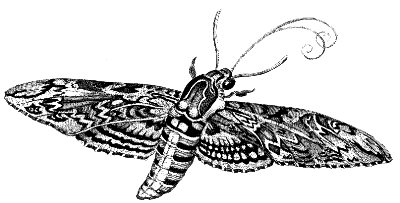 sphinx moth