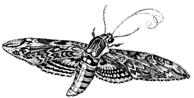 sphinx moth