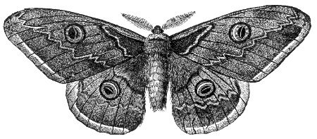 giant silk moth