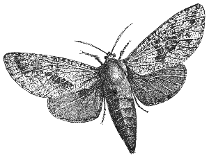 moth