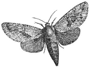 moth