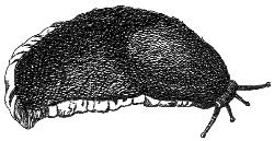 slug