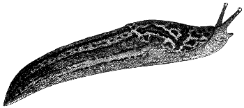 slug