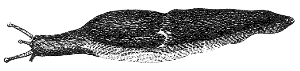 slug