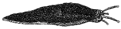 slug
