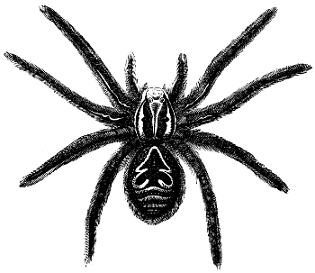 tarantula