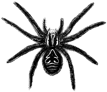 tarantula